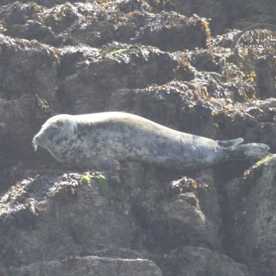 grey seal