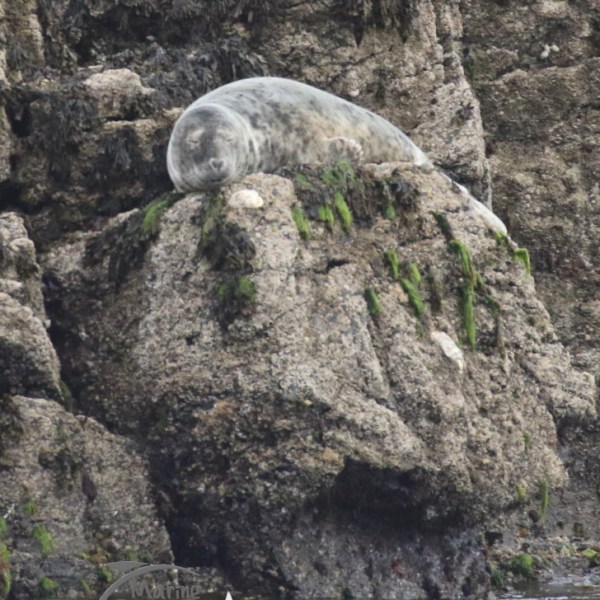 grey seal