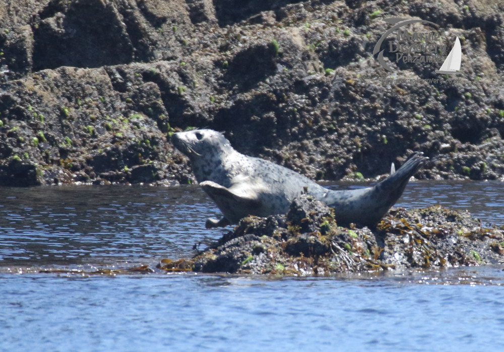 grey seal