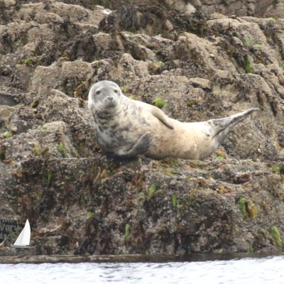 grey seal