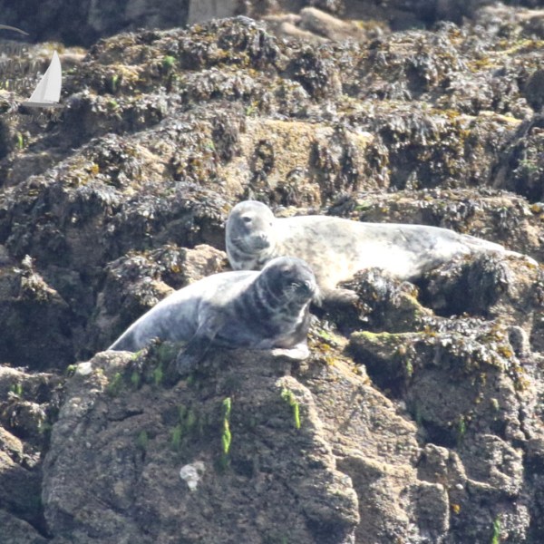 grey seals