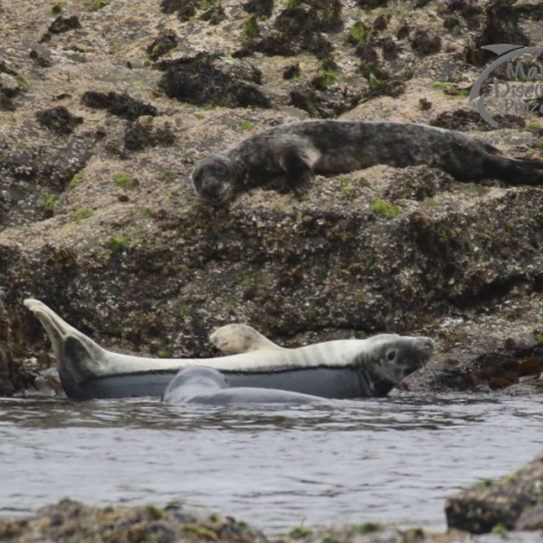 grey seals