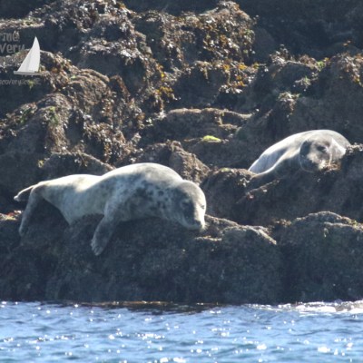 a flock of sheep in a body of water