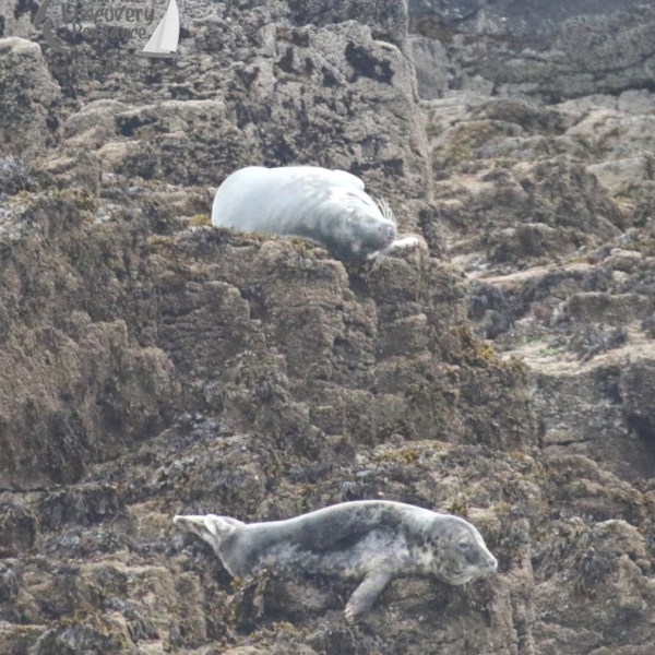 grey seals
