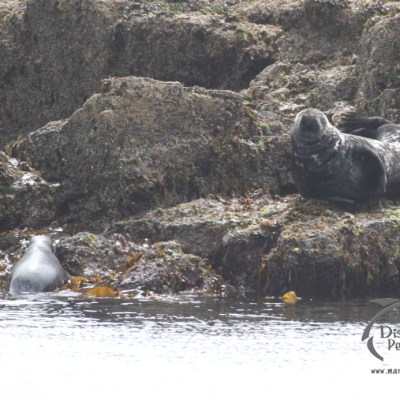 grey seals