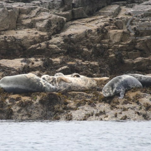 grey seals