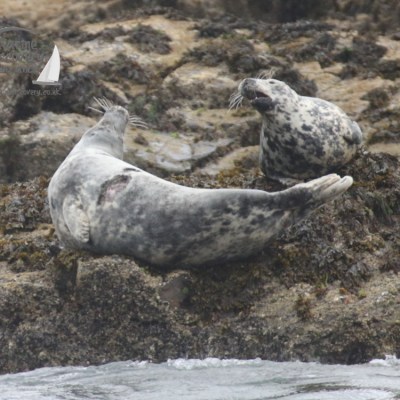 grey seals