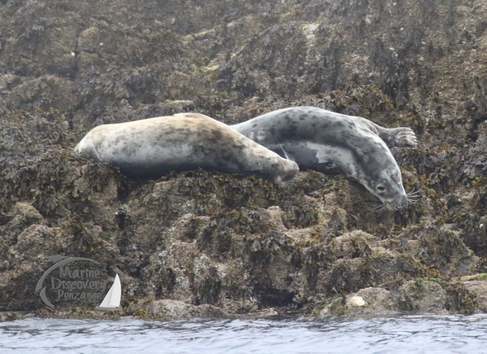 grey seals