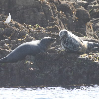 grey seals