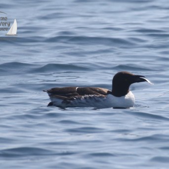guillemot carrying a fish