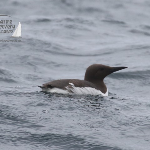 guillemot