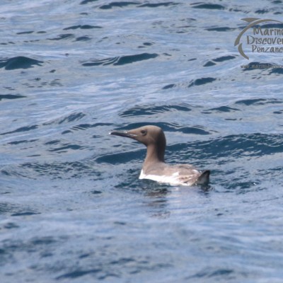 guillemot