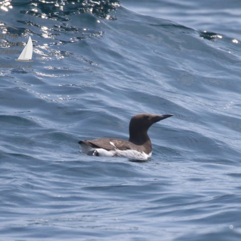 guillemot