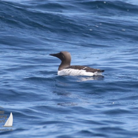 a bird swimming in water next to the ocean