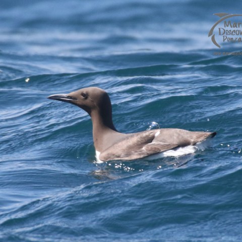 guillemot