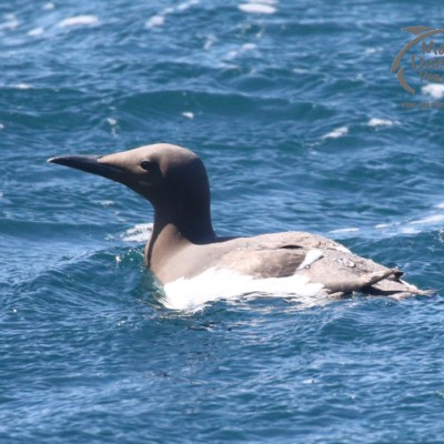 a bird flying over a body of water
