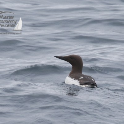 guillemot