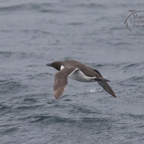 guillemot