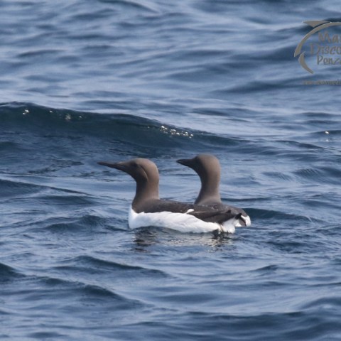 guillemots