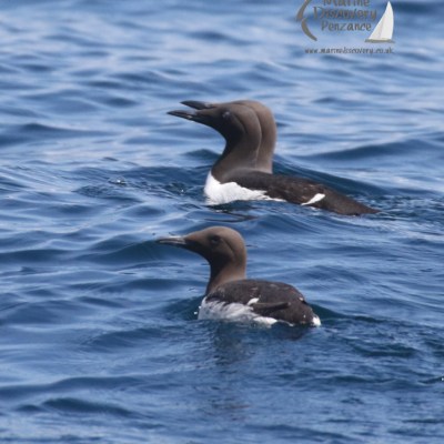 guillemots