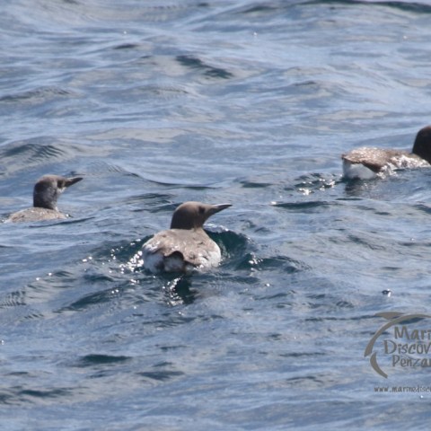guillemots