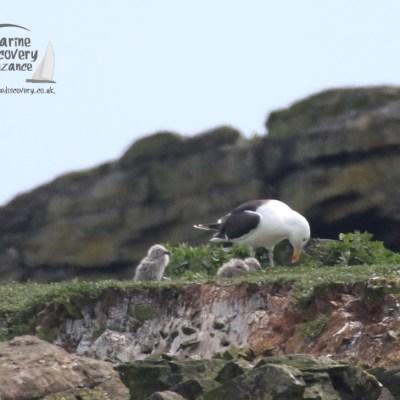 gull chicks