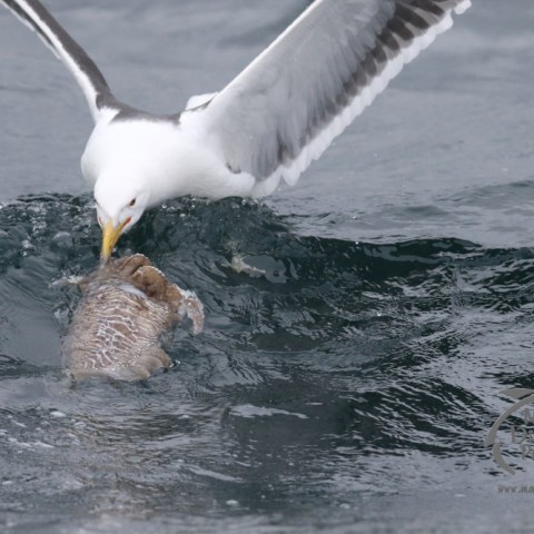 gull eating a cuttlefish