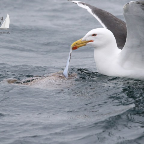 gull eating a cuttlefish