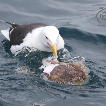 gull eating cuttlefish