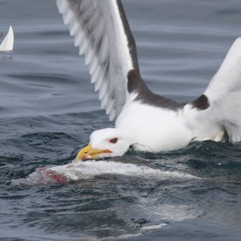 gull feeding