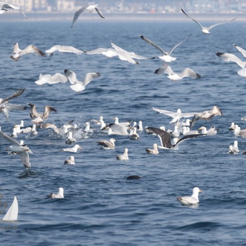 gulls feeding with a seal and dolphins