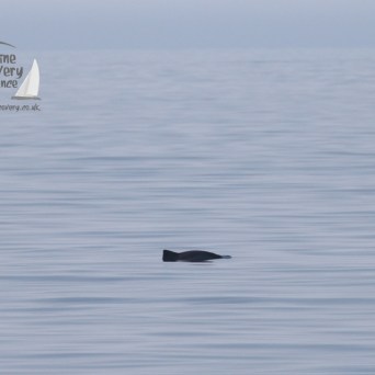 harbour porpoise