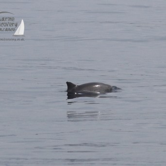 harbour porpoise