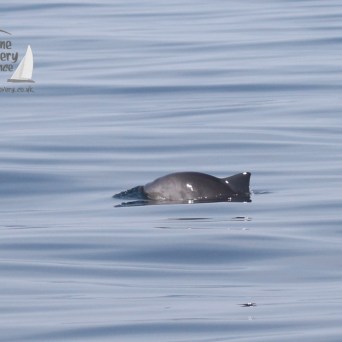 harbour porpoise