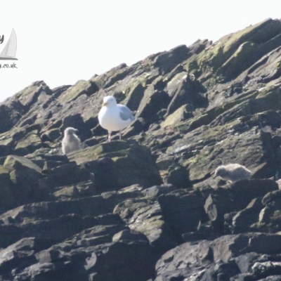 herring gull chicks
