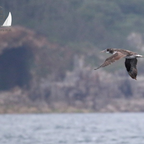 juvenile gannet