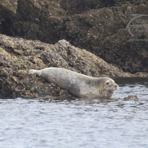 juvenile seal