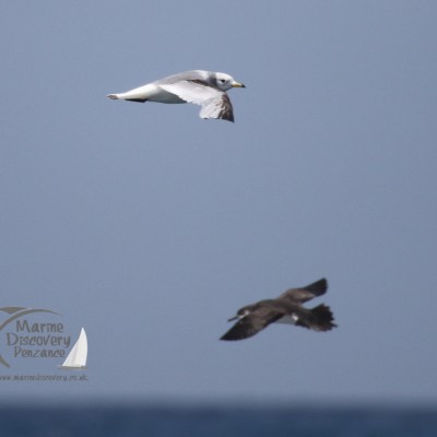 kittiwake and shearwater