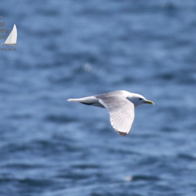 kittiwake