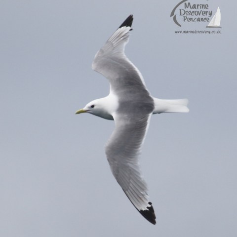 kittiwake