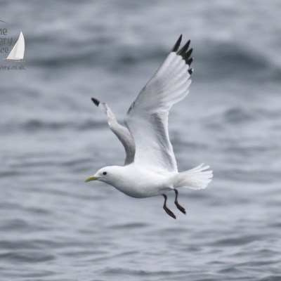 kittiwake