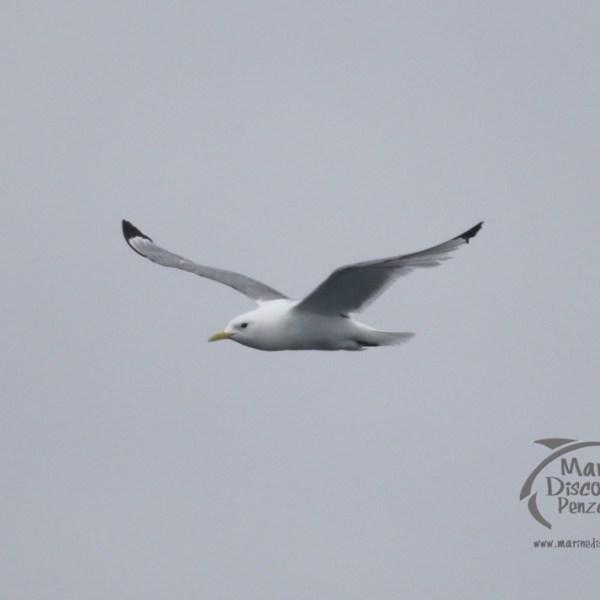 kittiwake