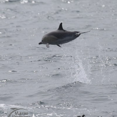 leaping common dolphin