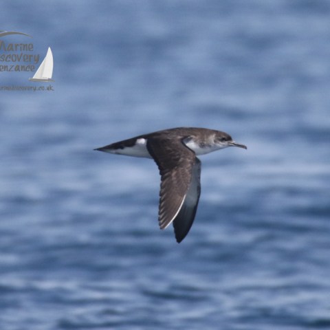 manx shearwater