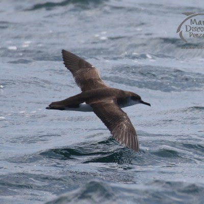 manx shearwater