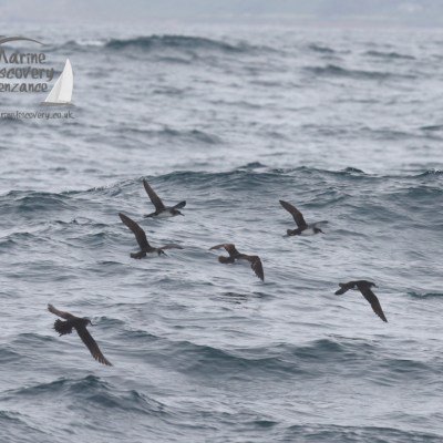 manx shearwaters