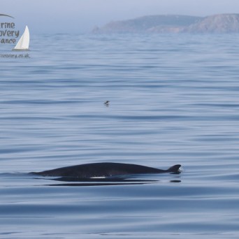 minke whale