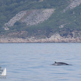 minke whale at Lamorna