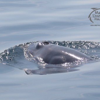 minke whale blowholes