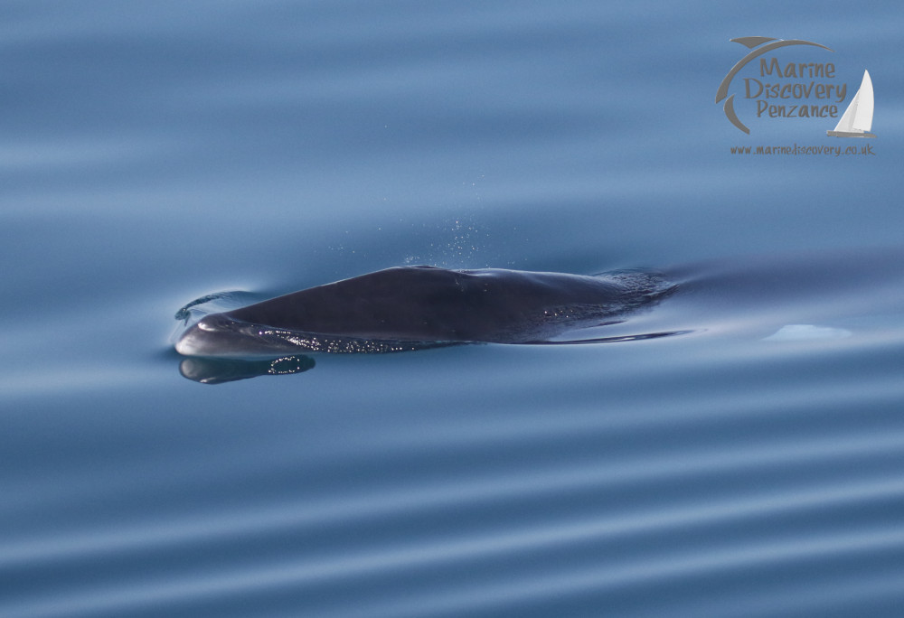 minke whale surface